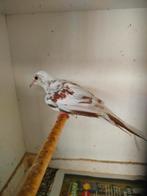 Bonte diamantduifjes, Dieren en Toebehoren, Vogels | Duiven, Meerdere dieren, Overige soorten