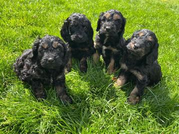 Beaux chiots cockapoo (caniche nain x cocker spaniel), Caniche, Plusieurs, Parvovirose, Belgique
