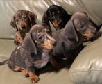 teckel pups,teckels, Dieren en Toebehoren, CDV (hondenziekte), Meerdere, 8 tot 15 weken, Meerdere dieren