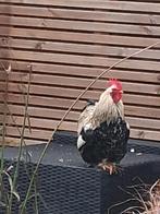 Gratis jonge haantjes, Dieren en Toebehoren, Pluimvee