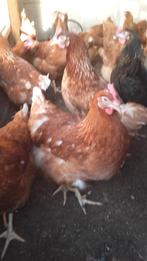 Legkippen, Dieren en Toebehoren, Pluimvee