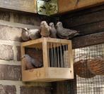 Musduifjes ( Columbina Passerina), Dieren en Toebehoren, Meerdere dieren, Tropenvogel, Geringd