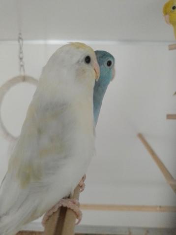 Forpussen 2025 Turqoise, Cinnamon, Bont, Blauw, groen  beschikbaar voor biedingen