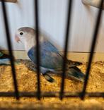 Agapornis fischeri blauw pop split pale fallow, Dieren en Toebehoren, Vrouwelijk, Dwergpapegaai of Agapornis, Geringd