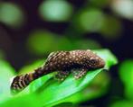 Ancistrus, Animaux & Accessoires
