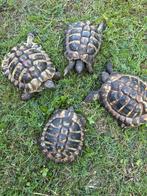 Griekse Landschildpad, Dieren en Toebehoren, Reptielen en Amfibieën, Schildpad, 7 tot 10 jaar