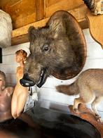 Zeer oude taxidermie everzwijn jaar 1927, Ophalen of Verzenden