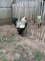 Brahma haan, Dieren en Toebehoren, Pluimvee, Mannelijk, Kip