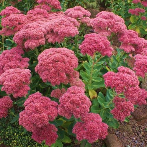 Sedum 'Herfstfreude', Tuin en Terras, Planten | Tuinplanten, Vaste plant, Ophalen