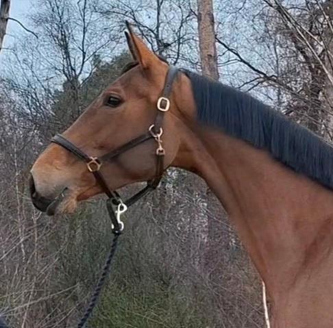 Chique 5 jarig springpaard merrie * wedstrijdervaring *, Dieren en Toebehoren, Paarden, Merrie, B, 165 tot 170 cm, 3 tot 6 jaar