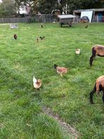 Krielen, Dieren en Toebehoren, Schapen, Geiten en Varkens