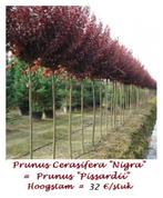 PRUNIERS D'ORNEMENT NIGRA, aux feuilles bordeaux, fleur rose, Jardin & Terrasse, Plantes | Arbres, Enlèvement, Printemps, Arbre à bulbes