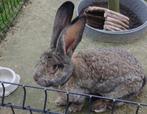 2konijnen (1vlaamse reus, 1kleiner), Dieren en Toebehoren, Konijnen, Mannelijk, Groot, 0 tot 2 jaar