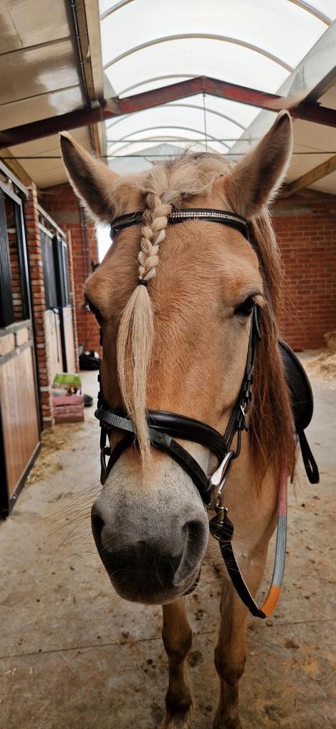 Zeer knappe beleerde fjord merrie van 2019, Dieren en Toebehoren, Paarden, Merrie
