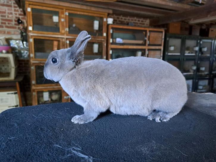 Rex Dwerg voedster Isabella, Animaux & Accessoires, Lapins, Nain, Femelle, 0 à 2 ans