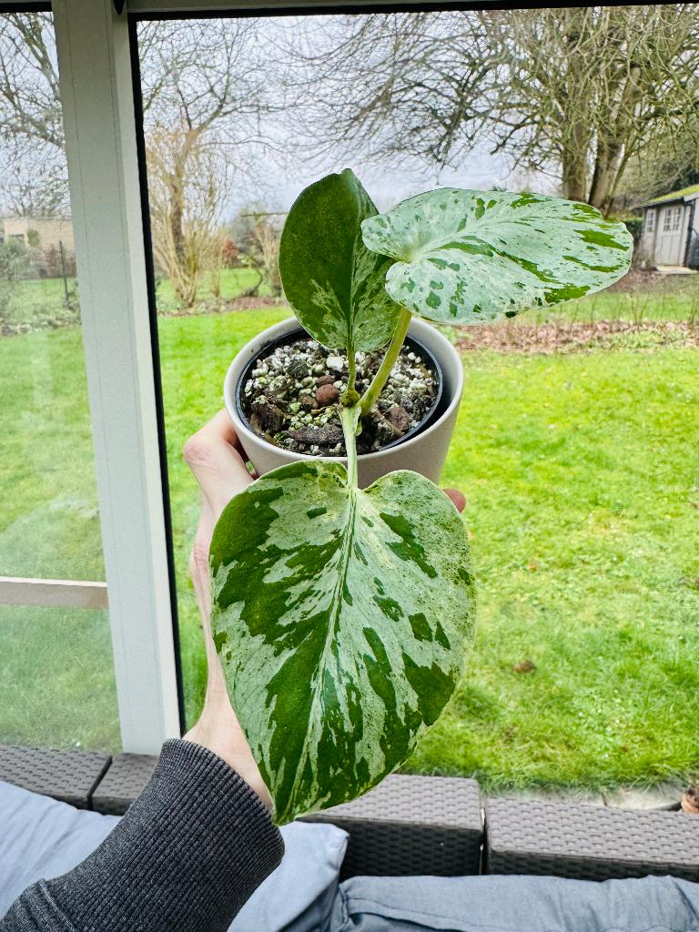 Monstera deliciosa ‘Bulbasaur’ TC strain + pokemon kaart, Autres espèces, En pot, Plante à fleurs, Enlèvement