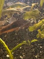 Corydoras Aenus ( 3 stuks), Animaux & Accessoires, Poissons | Poissons d'aquarium, Poisson, Poisson d'eau douce, Banc de poissons