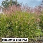 Siergrassen!, Tuin en Terras, Planten | Tuinplanten, Ophalen of Verzenden, Siergrassen