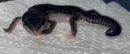 Gecko leopard bébé, Met terrarium, 0 tot 2 jaar, Hagedis