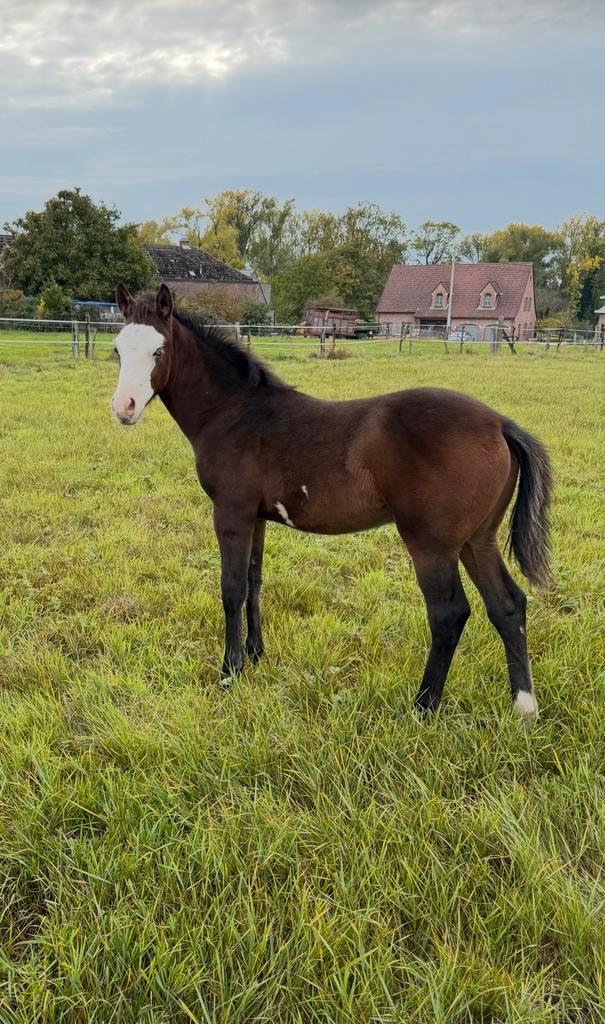 Quarter veulen, Dieren en Toebehoren, Paarden, Hengst, Onbeleerd, Minder dan 160 cm, 0 tot 2 jaar, Westernpaard, Met stamboom