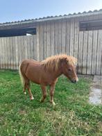 Te ruilen: Shetland hengstje, Dieren en Toebehoren, Pony's, 0 tot 2 jaar, Hengst, A pony (tot 1.17m), Onbeleerd