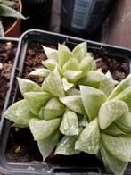 vetplanten, Enlèvement