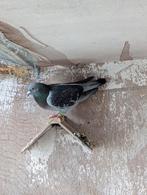 zware fond jaarling duiver, Dieren en Toebehoren, Mannelijk, Postduif