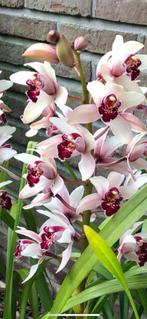 Cymbidium orchidee (bootorchidee, groenblijvend), Huis en Inrichting, Kamerplanten, Bloeiende kamerplant, Ophalen, In pot, Minder dan 100 cm