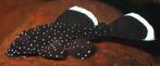 Jonge L181 - peppermint pleco, Dieren en Toebehoren, Vissen | Aquariumvissen, Vis, Zoetwatervis