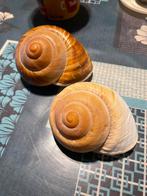 Schelpen, Verzamelen, Mineralen en Fossielen, Ophalen of Verzenden, Schelp(en)