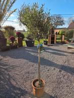 Olijfboom Olea Europaea, Tuin en Terras, Ophalen, Olijfboom