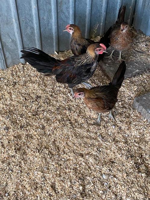Koppel Onagadori, Dieren en Toebehoren, Pluimvee