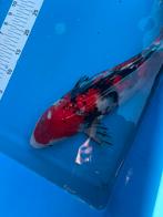 45 cm Showa koi, Animaux & Accessoires, Poissons | Poissons d'étang, Carpe ou Koï