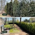 Elagage et abattage tout types d'arbres dangereux, Ophalen of Verzenden