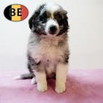 Miniatuur American Shepherd pups te koop (Belgisch), België, Handelaar, CDV (hondenziekte), 8 tot 15 weken