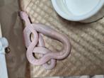 Baby korenslangen, Dieren en Toebehoren, Reptielen en Amfibieën