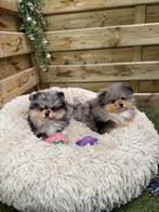 Prachtige pomeriaan pups, Dieren en Toebehoren, België, Keeshond, CDV (hondenziekte), 8 tot 15 weken