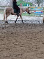 Super brave wandelpony, C pony (1.27m tot 1.37m), Gechipt, B, 11 jaar of ouder