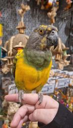 RARE ! Hybrid Meyer/Perroquet du Sénégal, Animaux & Accessoires, Oiseaux | Perruches & Perroquets, Femelle, Perroquet, Parleur