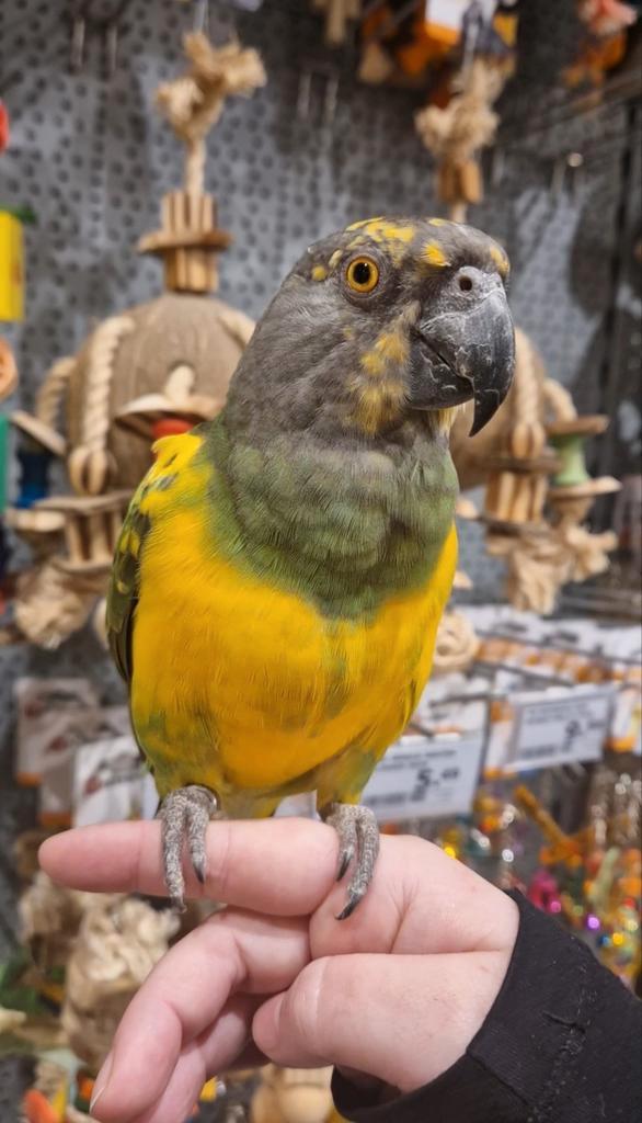 RARE ! Hybrid Meyer/Perroquet du Sénégal, Animaux & Accessoires, Oiseaux | Perruches & Perroquets, Perroquet, Femelle, Parleur