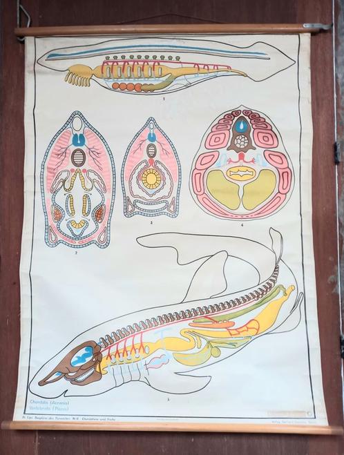 🐟 ASSIETTE SCOLAIRE 🐟 biologie. VERTEBRATA (pêche-poissons, Antiquités & Art, Antiquités | Cartes scolaires, Nature et Biologie