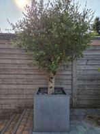 Olijfboom, Tuin en Terras, Ophalen, Olijfboom