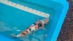 Japanse koi ginrin sanke, Dieren en Toebehoren, Vissen | Vijvervissen, Karper of Koi