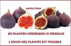 Mooie VIJGENPLANTEN "NAPOLITANA", +/-80/+ CM = 15€/Stuk, Tuin en Terras, Planten | Tuinplanten, Volle zon, Vaste plant, Ophalen of Verzenden