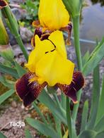Iris Germanica, Tuin en Terras, Ophalen, Vaste plant, Overige soorten