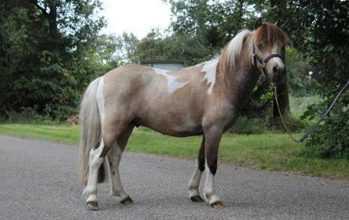 Prachtige AMHA minipaard Hengst, Dieren en Toebehoren, Pony's, Hengst