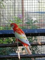 rosella, Dieren en Toebehoren, Mannelijk, Parkiet, Geringd