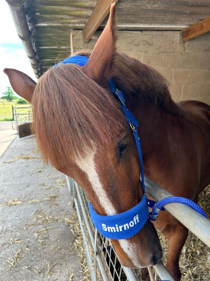 Jong paard, Dieren en Toebehoren, Paarden, Ruin, Onbeleerd, 165 tot 170 cm, 3 tot 6 jaar, Dressuurpaard, Met stamboom, Gechipt
