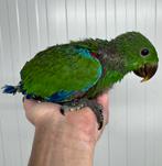 Bébé perroquet rouge  Baby Eclectus, Perroquet, Parleur