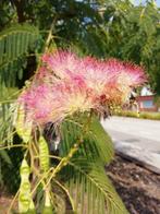 Zaden perzische slaapboom jull. Umbrella, Tuin en Terras, Ophalen of Verzenden